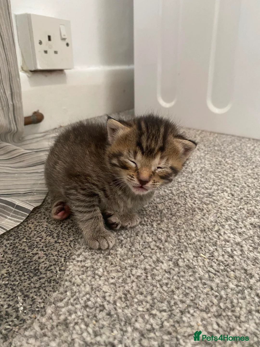 Mixed Breed cats for sale: Two grey tabby females and one ginger female - Advert 2
