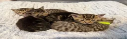 Mixed Breed cats for sale: Beautiful kittens  in Ipswich - Advert 15