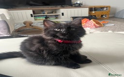 Mixed Breed cats for sale: 2 Black Fluffy Kittens (15wk old brothers) - Image 7