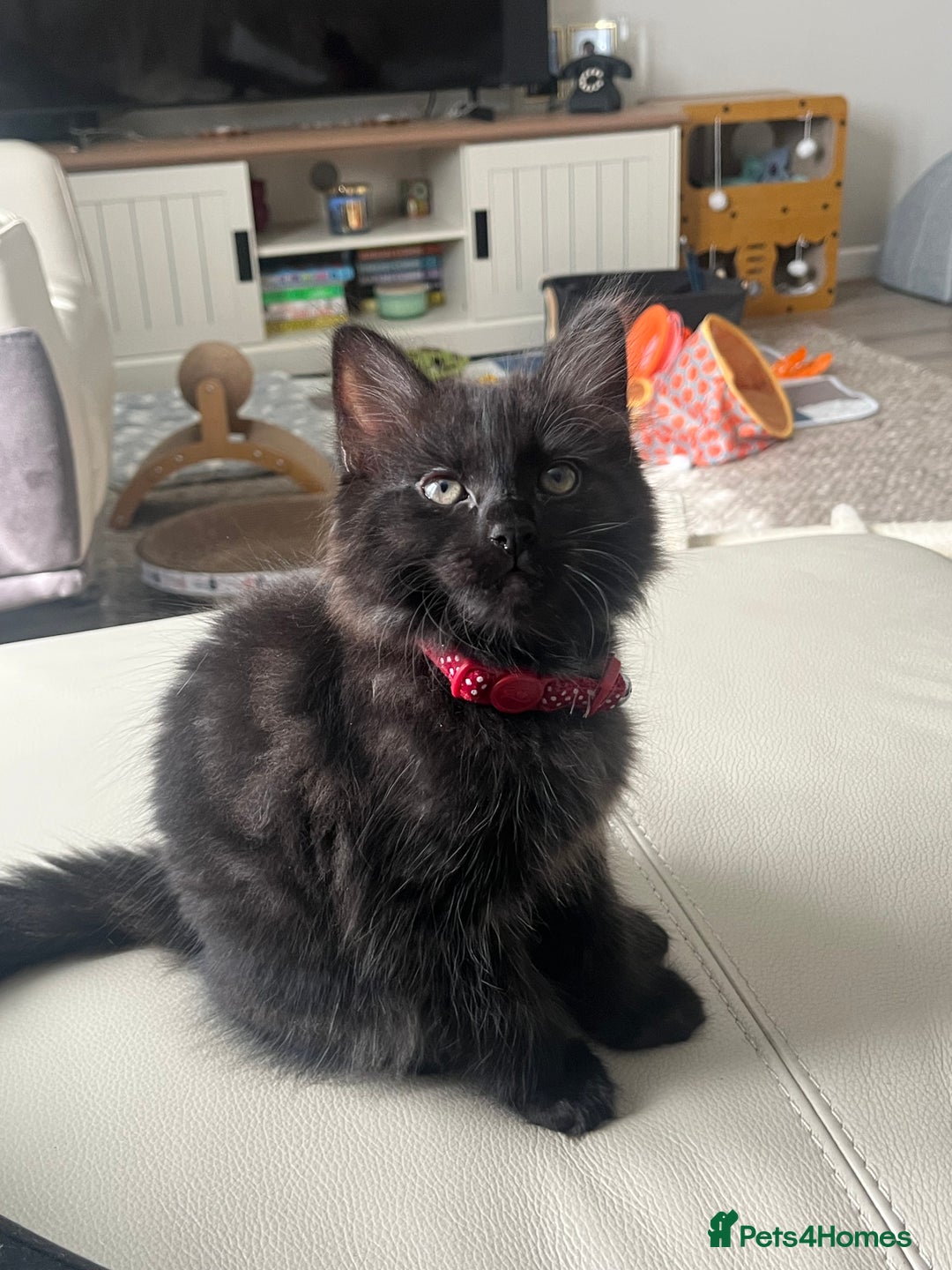 Mixed Breed cats for sale: 2 Black Fluffy Kittens (15wk old brothers) - Image 7