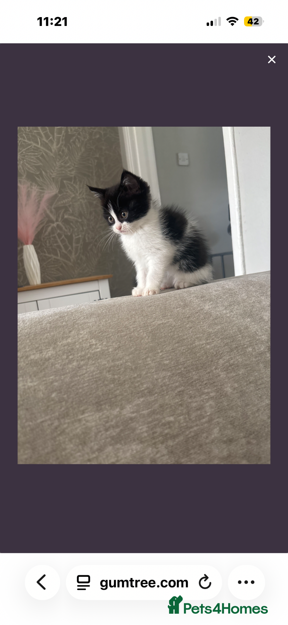 Mixed Breed cats Beautiful baby kittens  - Advert 11