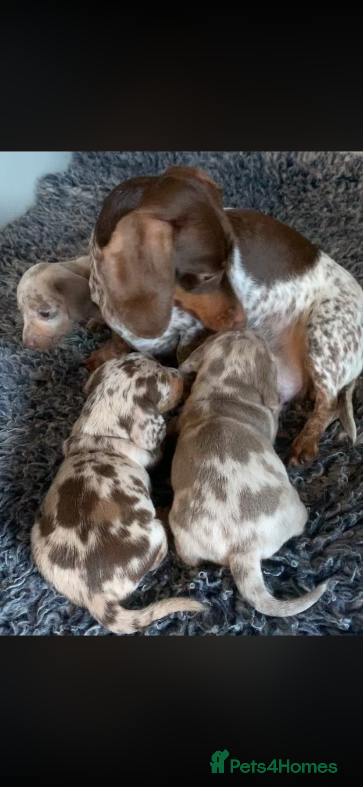 Miniature Dachshund dogs Miniature Dachsunds  - Advert 2