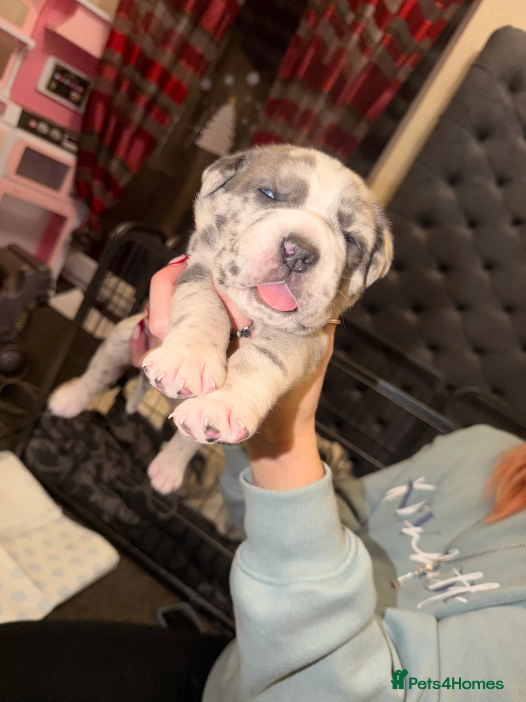 Cane Corso dogs for sale: Champion Bloodline Cane Corso Pups - Advert 7