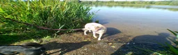 Mixed Breed dogs for adoption: Ivy - Norwich Norfolk  in Norwich - Advert 22