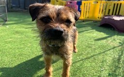 Border Terrier dogs for stud: Handsome Border Terrier Stud Dog - Image 2