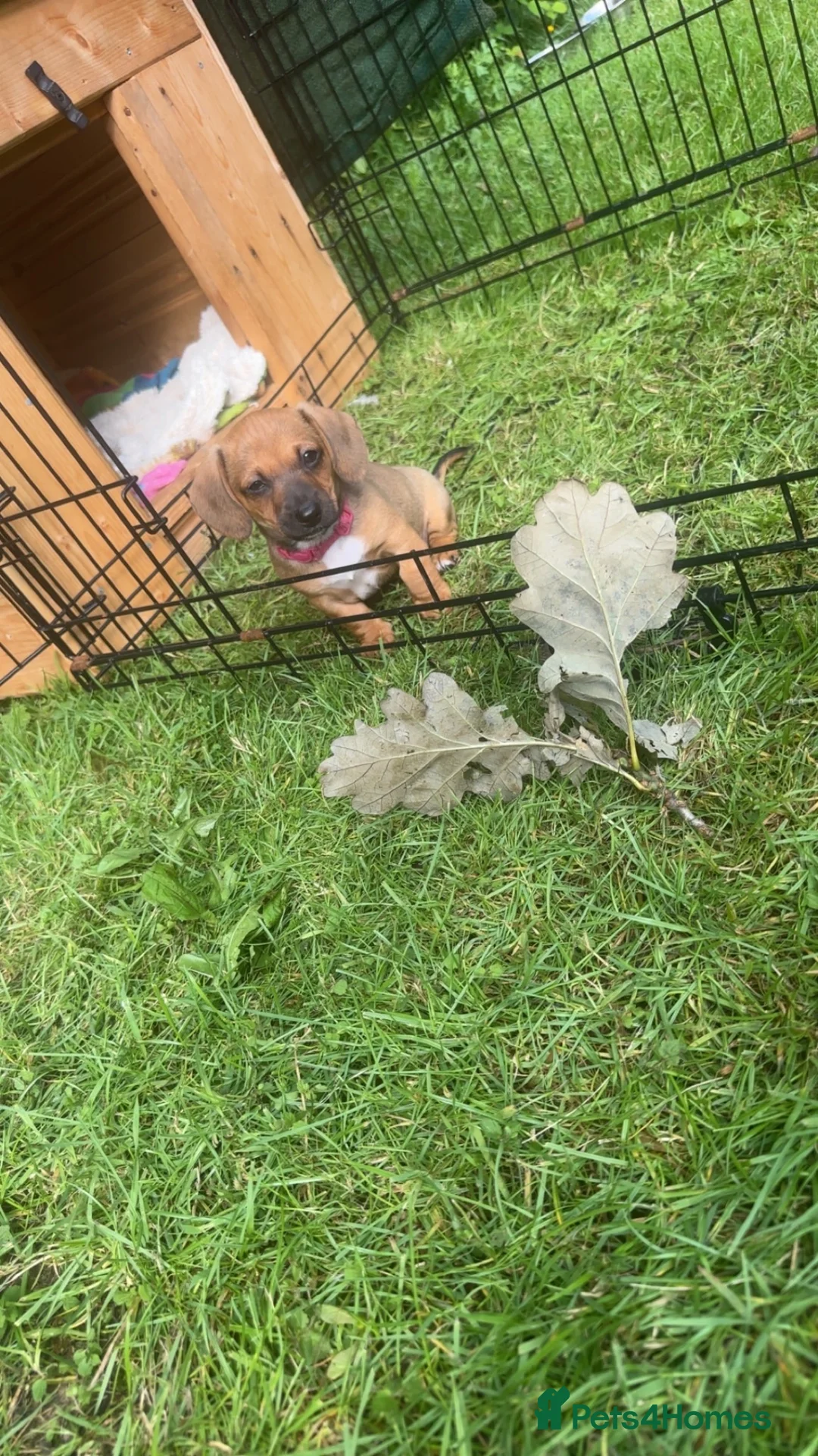 Miniature Dachshund dogs for sale: Miniature dachshund  - Advert 2