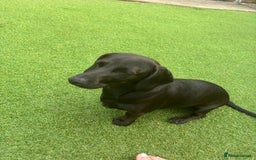 Mixed Breed dogs for sale: Miniature dachshund x cocker spaniel  - Image 13
