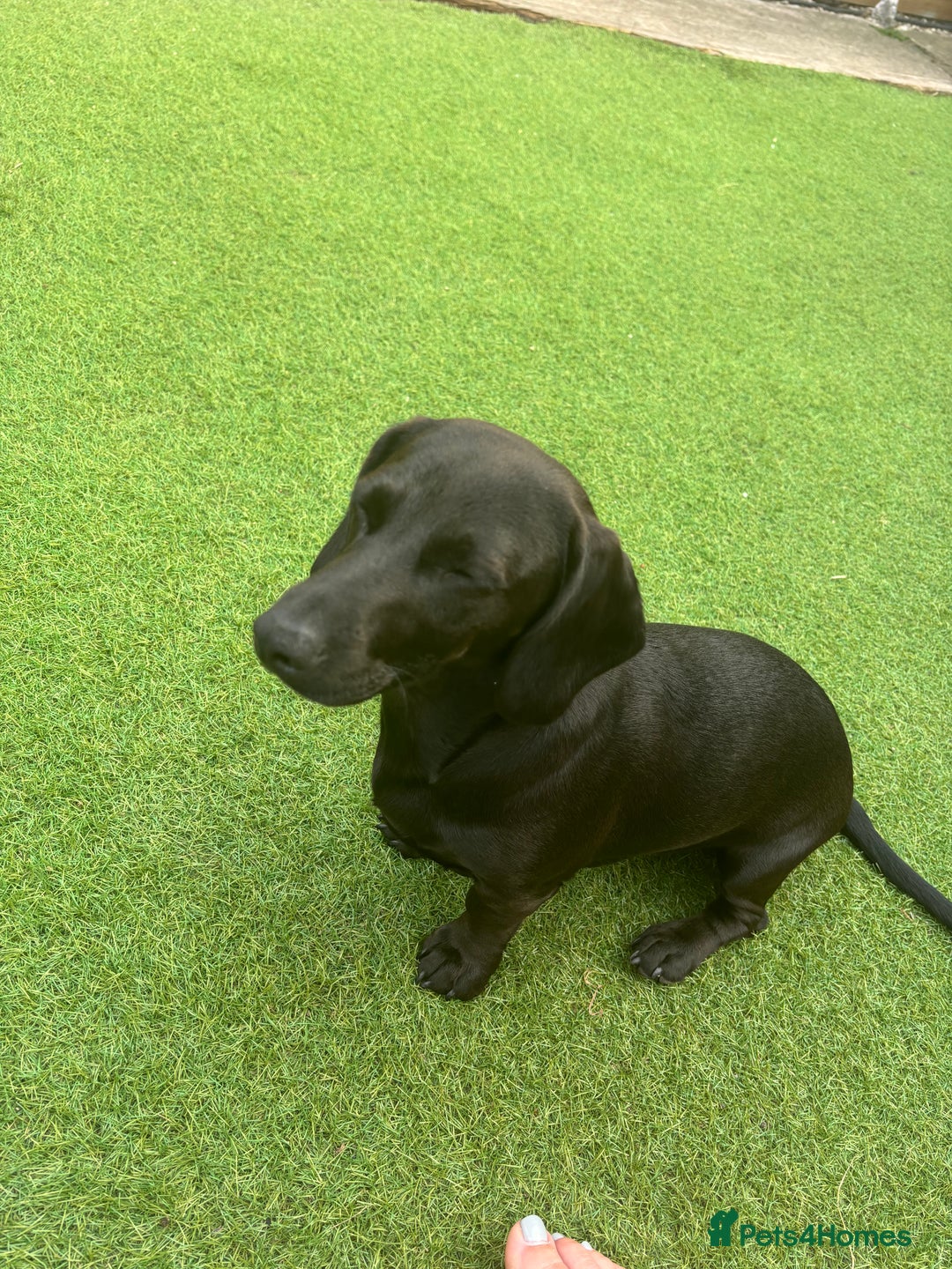 Mixed Breed dogs for sale: Miniature dachshund x cocker spaniel  - Image 13