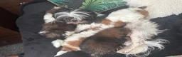 Shih Tzu dogs for sale: Shih Tzu Puppies in Castleford - Advert 8