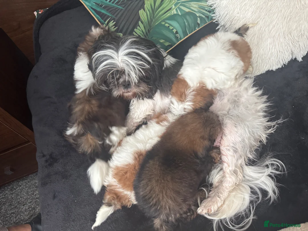 Shih Tzu dogs for sale: Shih Tzu Puppies in Castleford - Advert 8