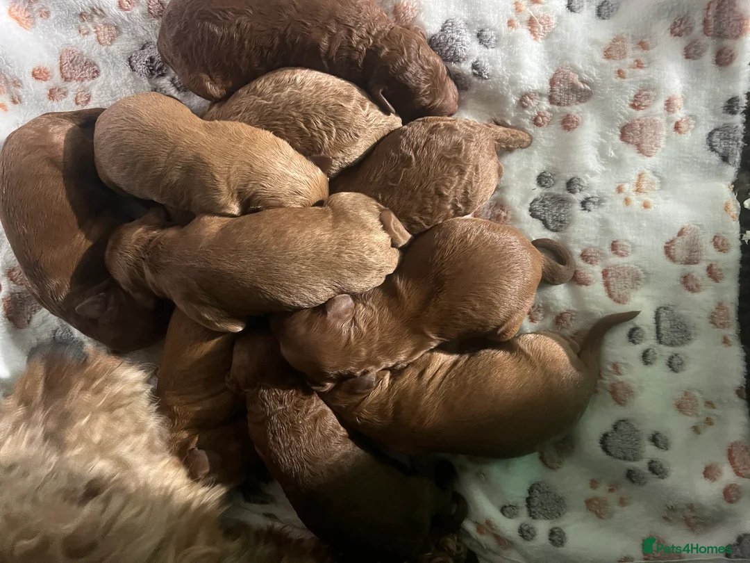 Irish Doodle dogs for sale: F1B Miniature Irishdoodles fully tested parents  - Advert 5