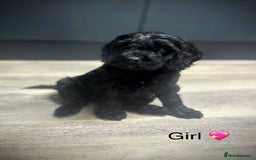 Cockapoo dogs for sale: F1 cockapoos LAST BOY🤎🤎 - Image 13