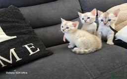 Bengal cats for sale: 3 beautiful pure snow bengal kitten  - Image 9