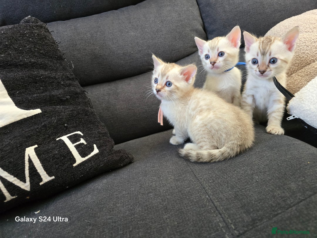 Bengal cats for sale: 3 beautiful pure snow bengal kitten  - Image 9