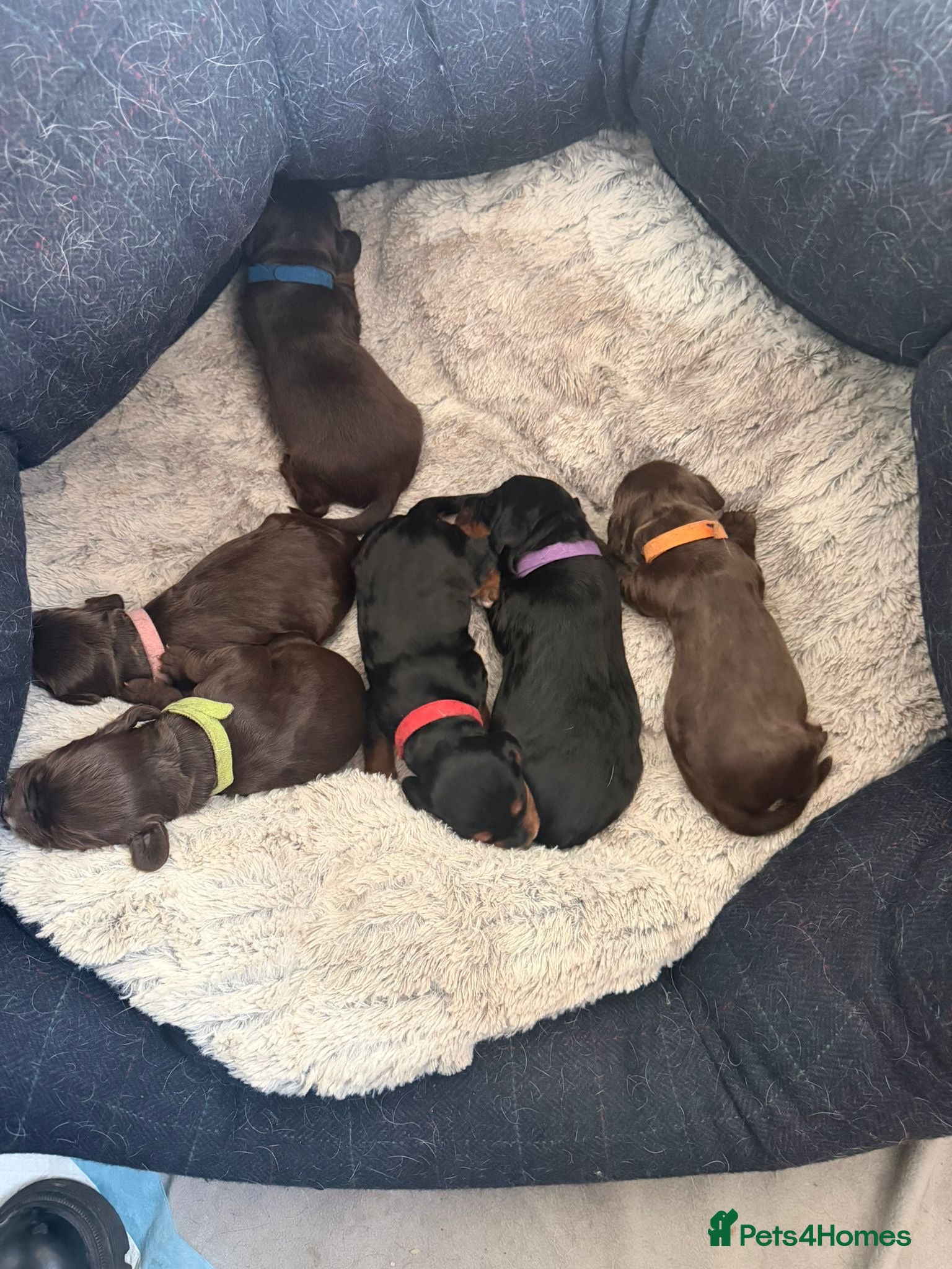 Sprocker dogs 3 Amazing sprocker male puppies  - Advert 2