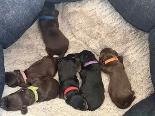 Sprocker dogs 3 Amazing sprocker male puppies - Advert 2