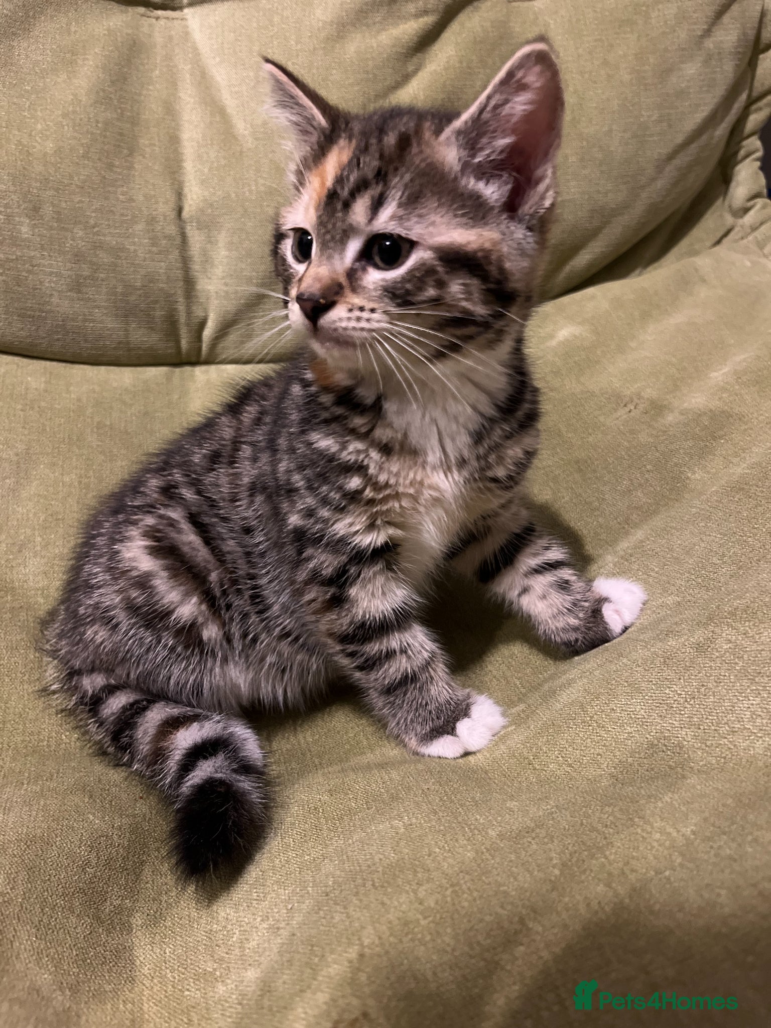 Bengal cats for sale: Bengal Mix Ready! - Advert 8