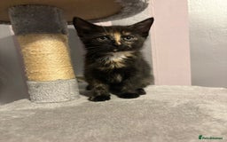 Mixed Breed cats for sale: One female kitten  - Image 7