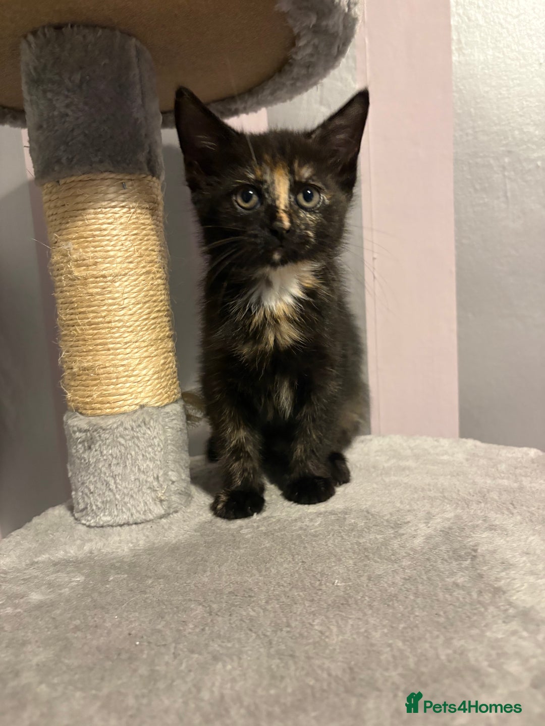 Mixed Breed cats for sale: One female kitten  - Image 7