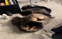 Pomeranian dogs for sale: *MINIATURE UNIQUE RARE tan toy Pomeranian boy 3yr* - Image 13