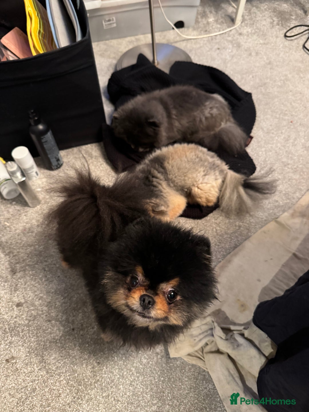 Pomeranian dogs for sale: *MINIATURE UNIQUE RARE tan toy Pomeranian boy 3yr* - Image 13