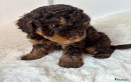 Cavapoo dogs for sale: 1 Chocolate Cavapoo left‼️ - Image 13