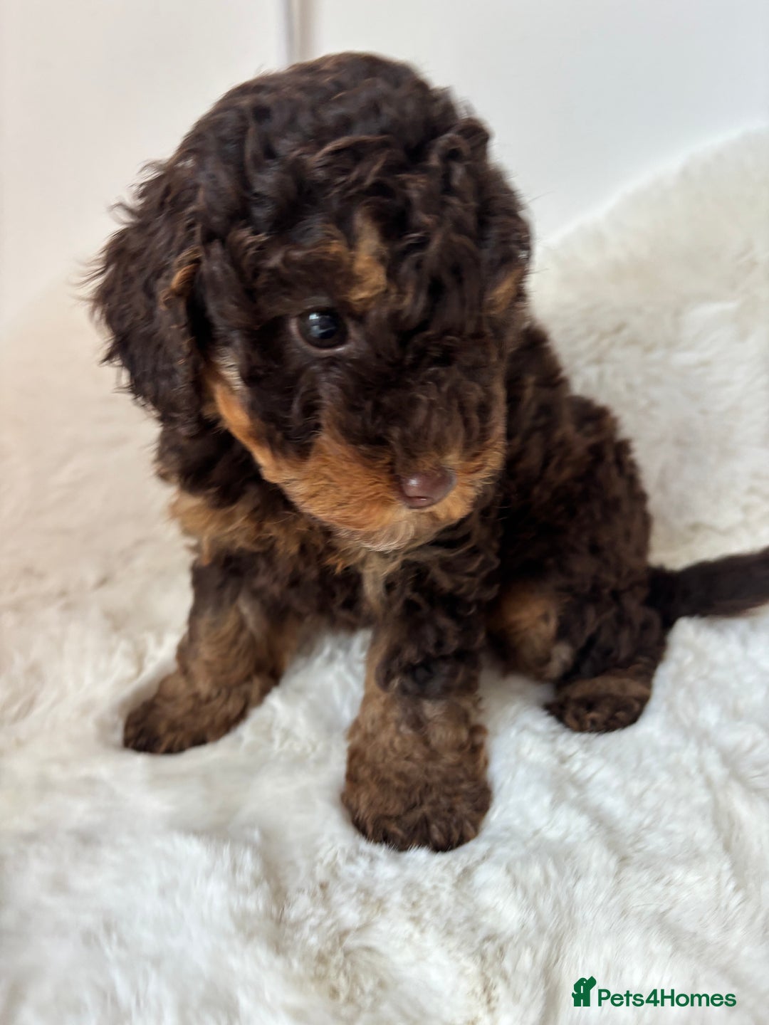 Cavapoo dogs for sale: 1 Chocolate Cavapoo left‼️ - Image 13