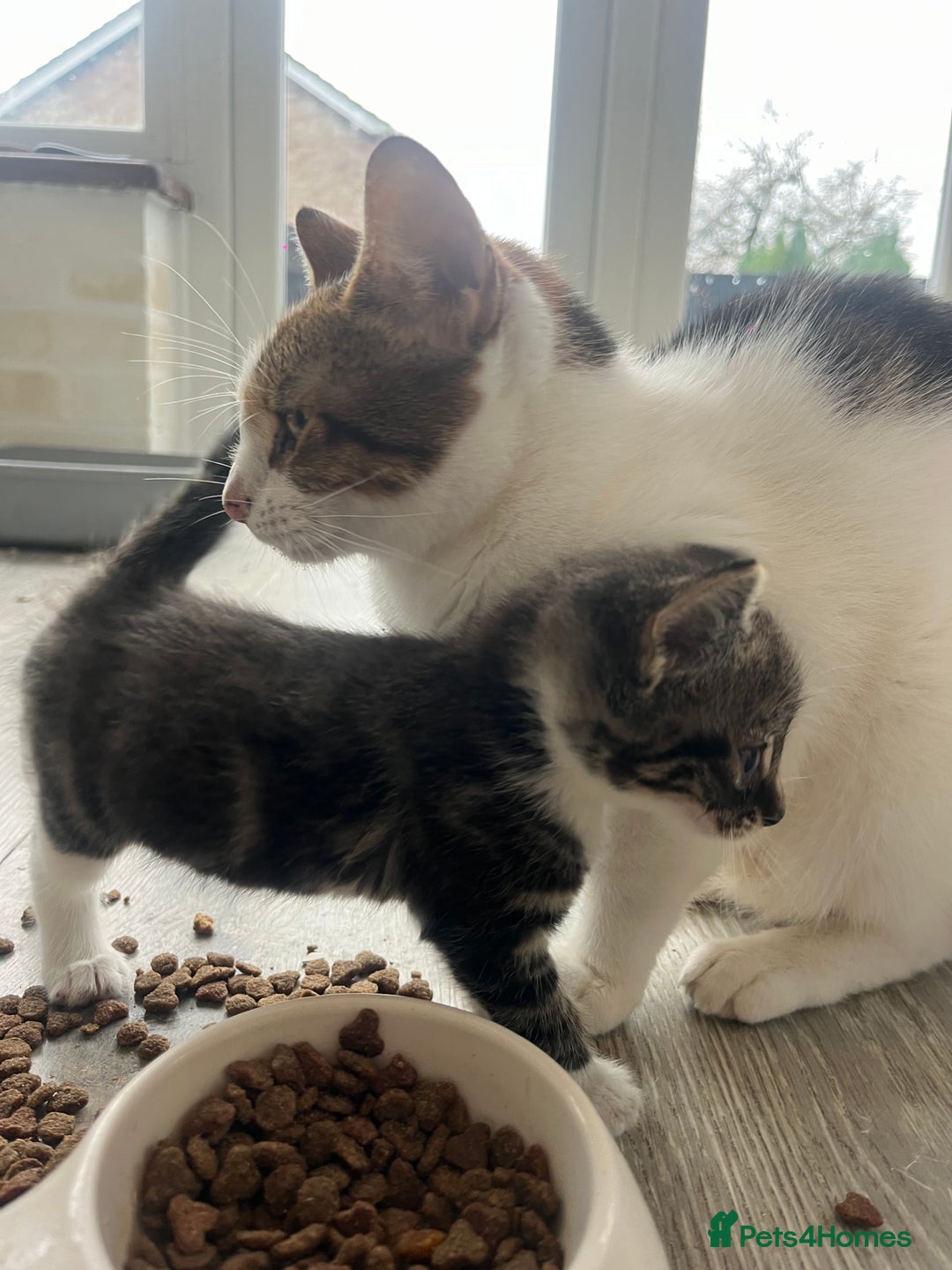 Mixed Breed cats for sale: 3 Beutiful babies  - Advert 2