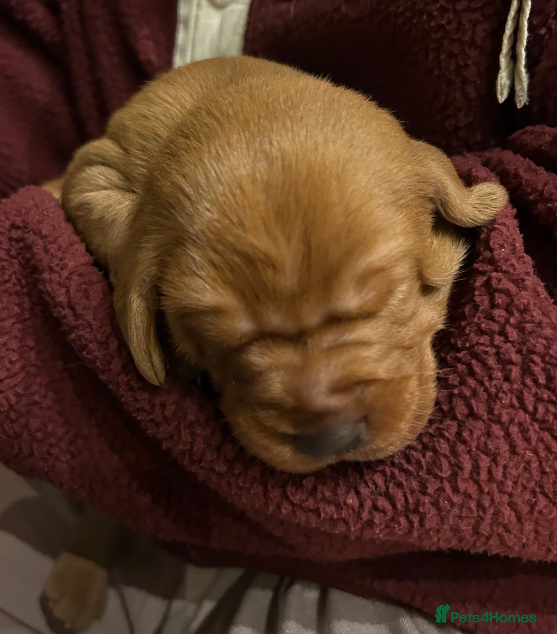 Labrador Retriever dogs Beautiful KC Fox Red Labrador puppies for sale  - Advert 2
