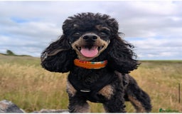 Cockapoo dogs for sale: 3 healthy phantom F1B cockapoo boys for sale  - Image 18