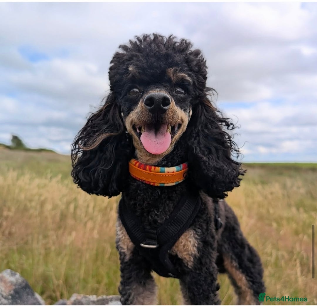 Cockapoo dogs for sale: 3 healthy phantom F1B cockapoo boys for sale  - Image 18