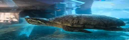 Turtle reptiles for sale: MUSK TURTLE FOR SALE FEMALE 5 YEAR OLD in Preston - Advert 11