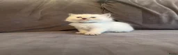 Ragdoll cats for sale: Last 3 boys  READY TO LEAVE 😌 - Advert 39