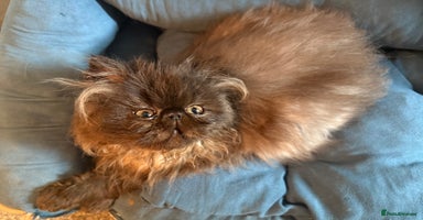 Persian cats - Advert 1