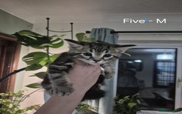 Mixed Breed cats for sale: Beautiful fluffy kittens - Image 7