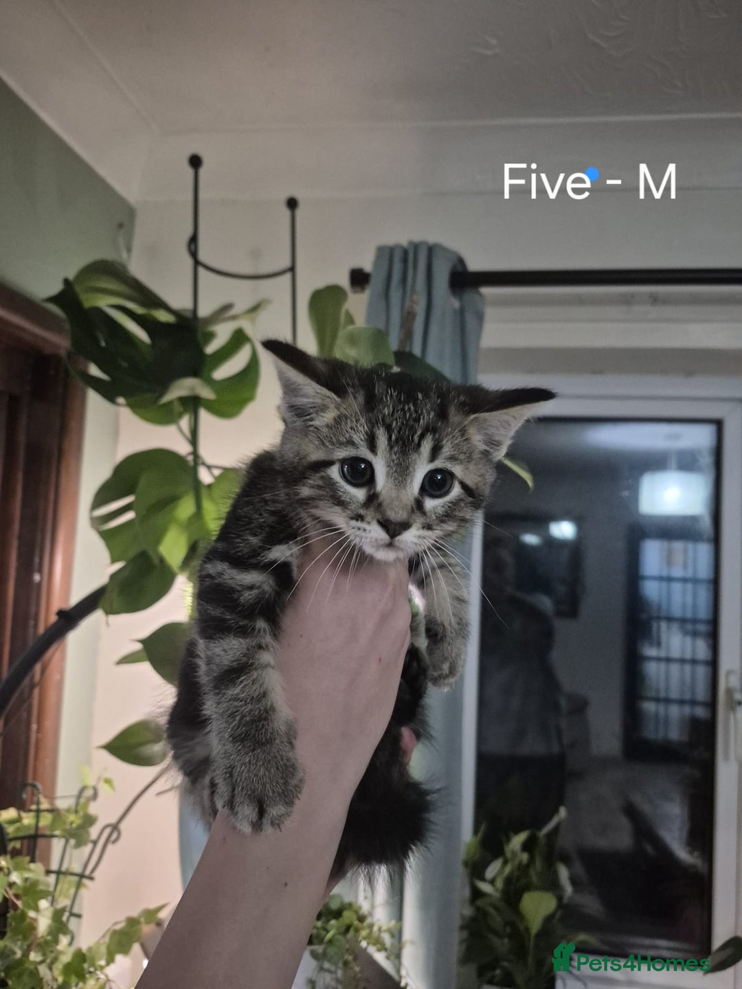 Mixed Breed cats for sale: Beautiful fluffy kittens - Image 7