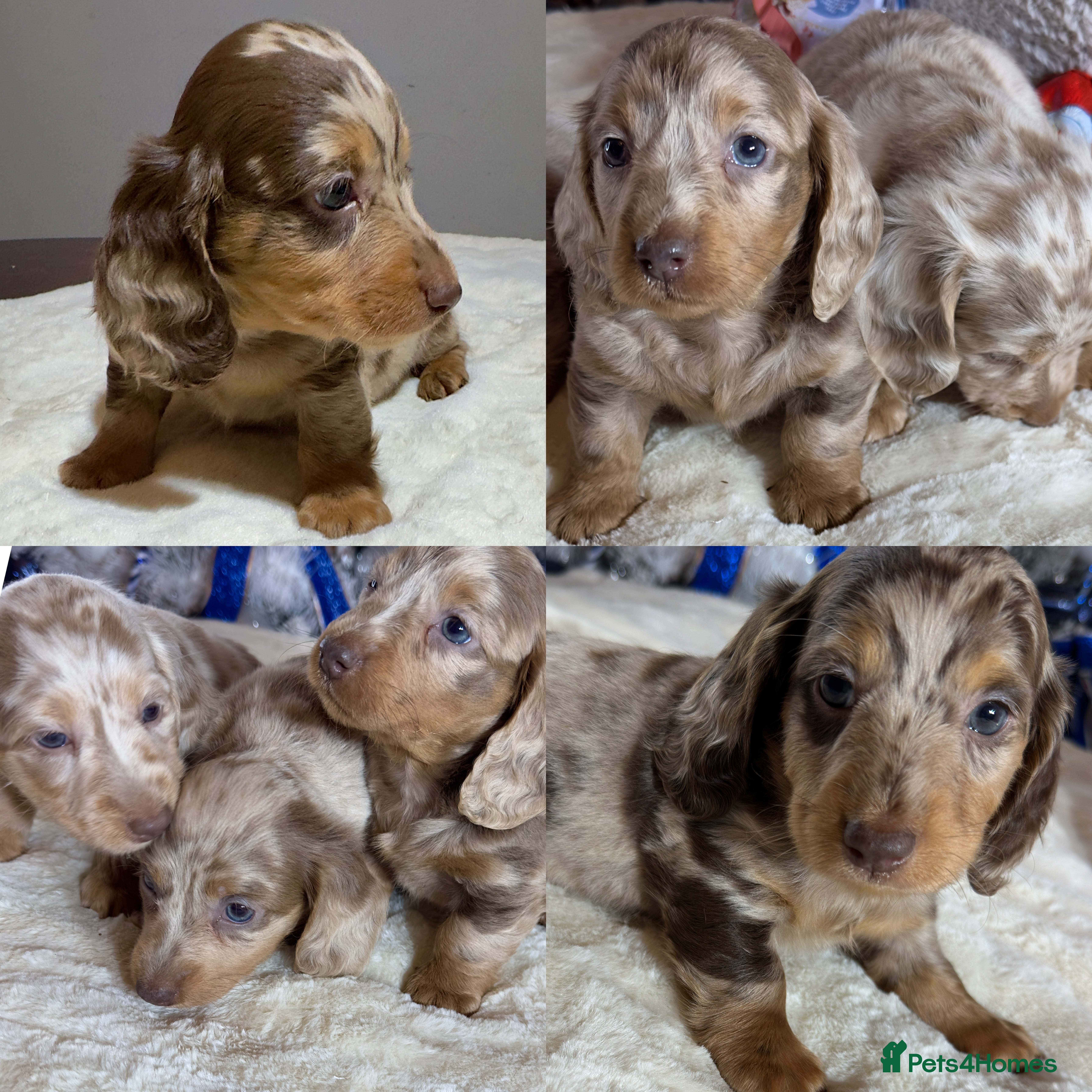 Miniature Dachshund dogs Dachshund miniature long hair - Advert 14