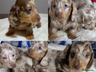 Miniature Dachshund dogs Dachshund miniature long hair - Advert 14