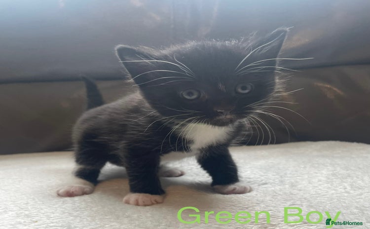 Mixed Breed cats - Advert 6