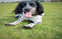 Cocker Spaniel dogs for stud: Beautiful blue roan cocker spaniel for STUD! - Image 3