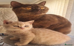 British Shorthair cats for sale: British Short Hair Cream Kitten in London - Image 7