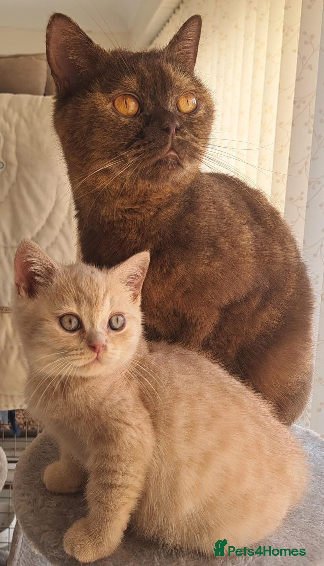 British Shorthair cats for sale: British Short Hair Cream Kitten in London - Image 7