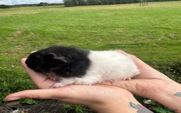 Guinea Pig rodents for sale: Guinea pigs  - Image 10