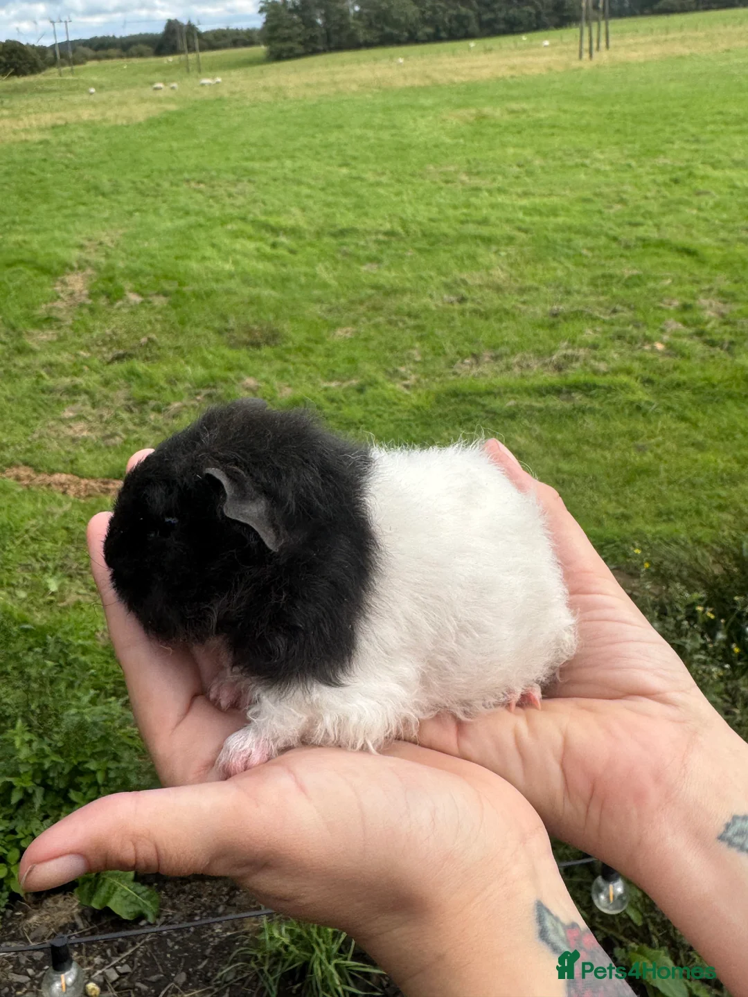 Guinea Pig rodents for sale: Guinea pigs  - Advert 10