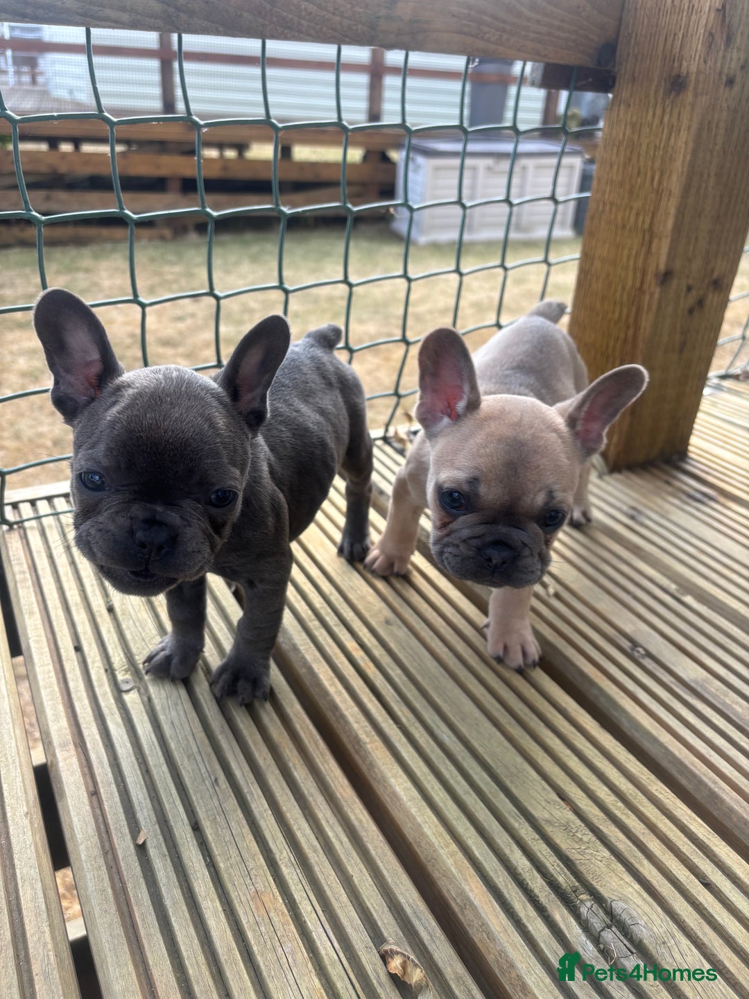 French Bulldog dogs for sale: French bull dog puppies  - Image 2