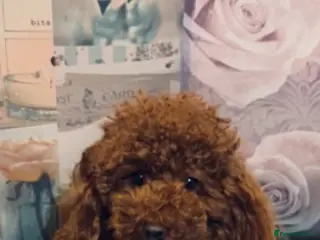 Poodle dogs Extensively Heath Tested Deep Red Tiny Toy Poodle in Mansfield - Advert 6