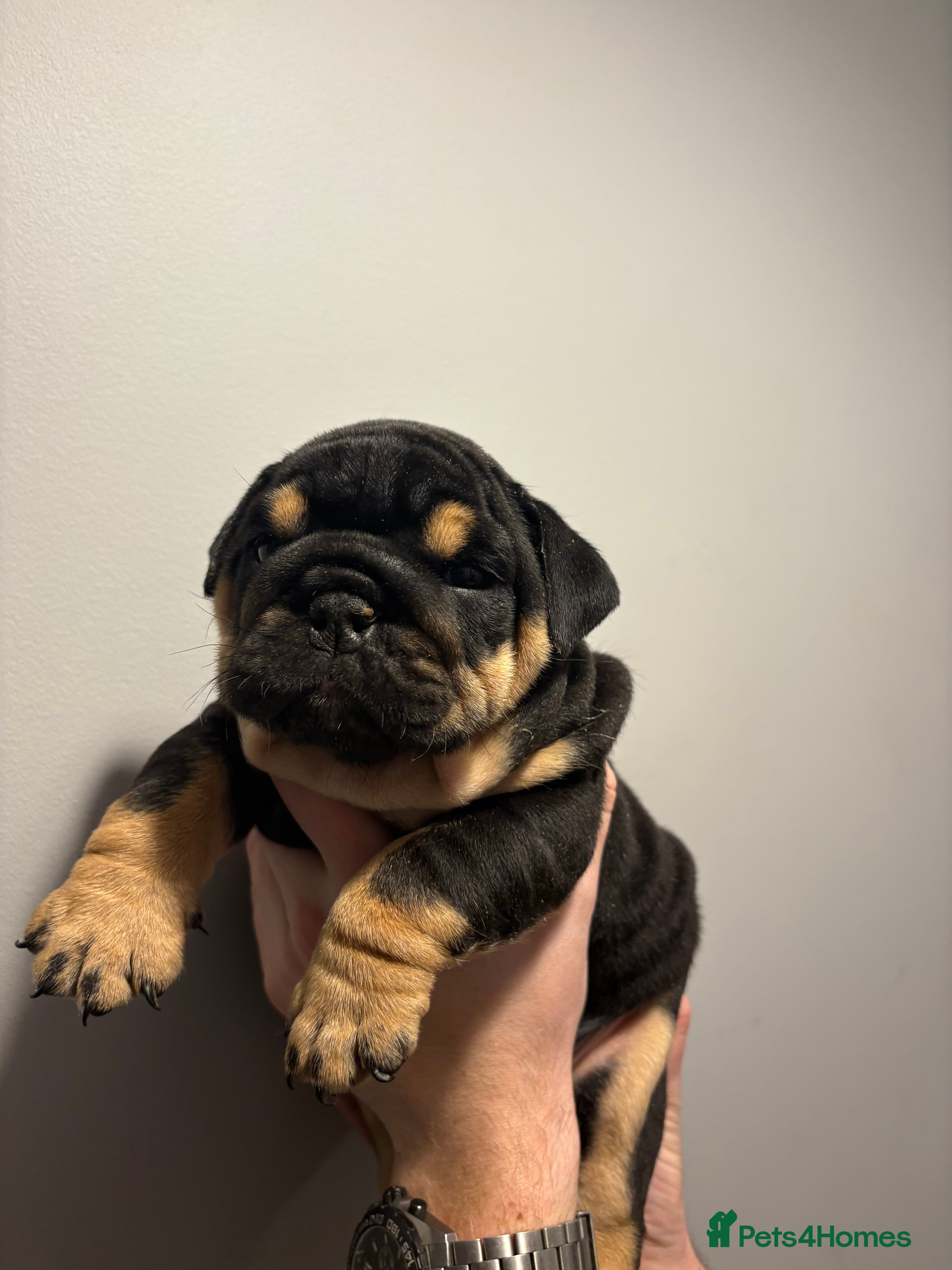 English Bulldog dogs English Bulldog puppies - Posherbulls bloodlines - Advert 18