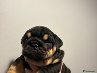 English Bulldog dogs English Bulldog puppies - Posherbulls bloodlines - Advert 18