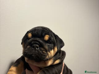 English Bulldog dogs English Bulldog puppies - Posherbulls bloodlines - Advert 5