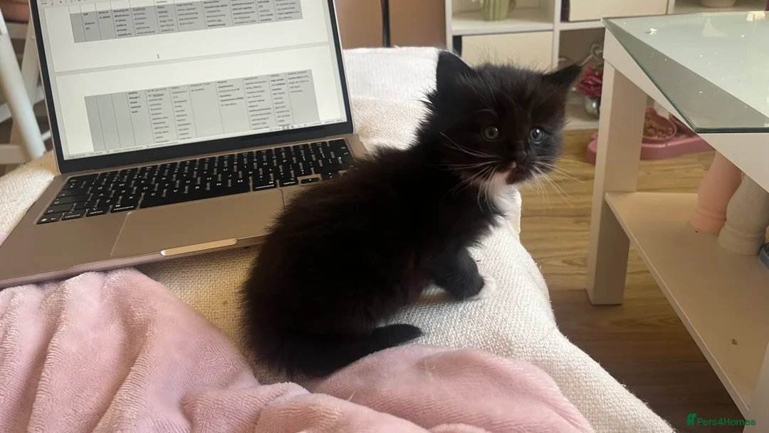 Ragdoll cats for sale:  Reserved! Ragdoll Kittens- Fluffy, Very Cuddly  - Advert 9